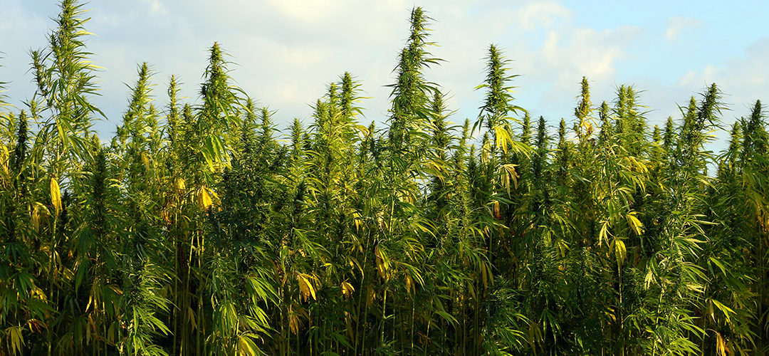 Canada Legalizes Harvest of Entire Hemp Plant