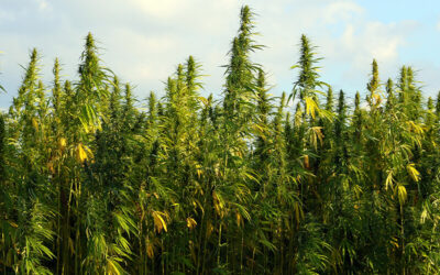 Canada Legalizes Harvest of Entire Hemp Plant