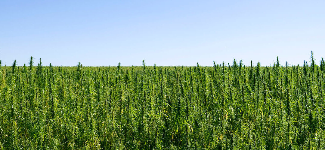 Illinois Becomes Latest State to Legalize Hemp Cultivation