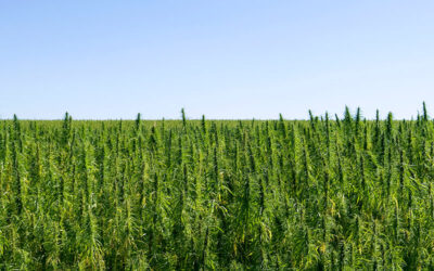 Illinois Becomes Latest State to Legalize Hemp Cultivation