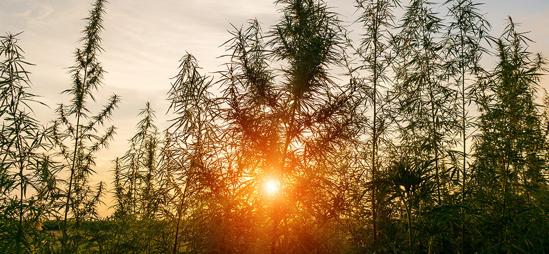 Researchers Explore History of Marijuana, Including Its Arrival to the Americas