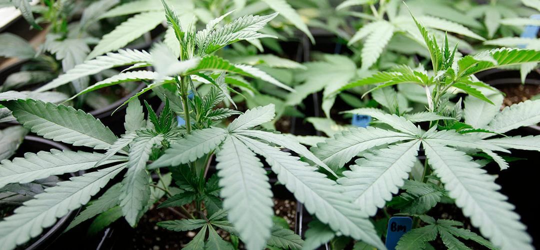 Georgia Voters Favor Marijuana Legalization, Poll Shows