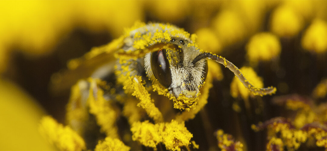 Hemp May Serve as Crucial Source of Late-Season Pollen for Bees, Researchers Find