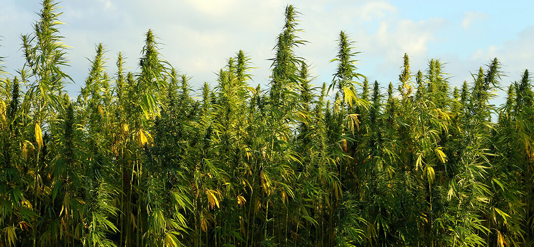 Colorado Voters Approve Ballot Initiative to Remove Definition of Hemp from State Constitution