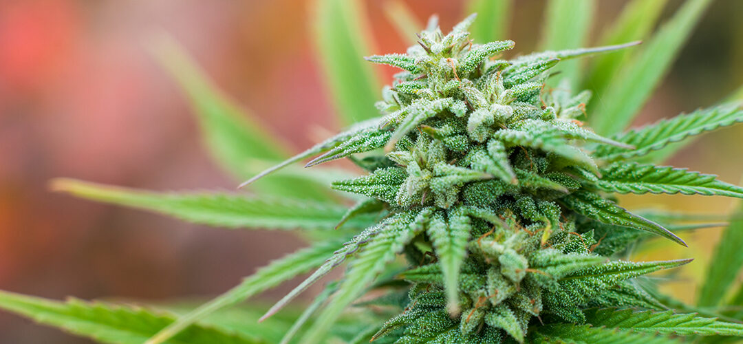 Minnesota Ready For Legalized Marijuana, New Poll Shows