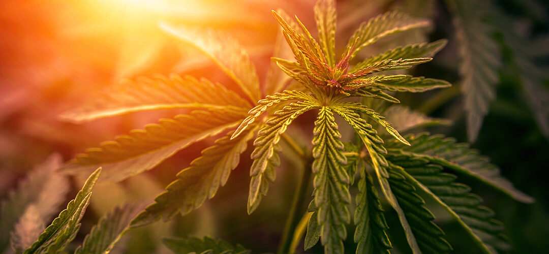 Five New Studies Show Cannabis’ Potential as Viable Replacement for Opioids