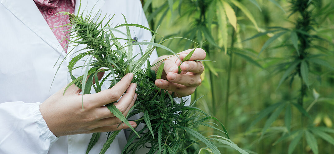 New Jersey Legalizes Hemp Cultivation for Research