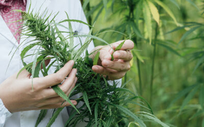 New Jersey Legalizes Hemp Cultivation for Research