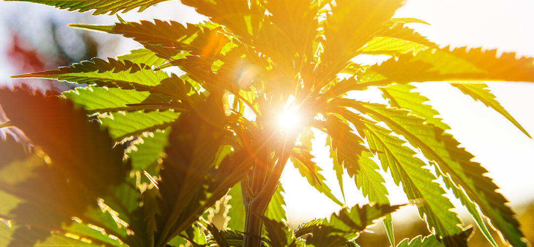 Hemp is About to Be Legal. Here’s What You Need to Know