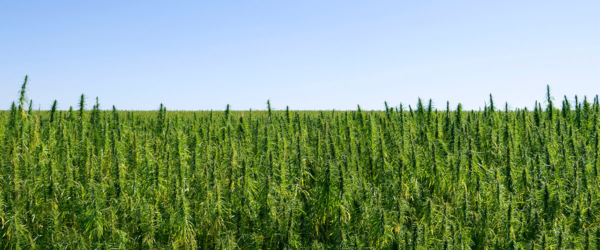 Hemp and CBD Industry Reacts to Farm Bill Passage News