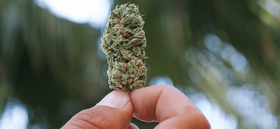 Majority of U.S. Mayors Support Marijuana Legalization, Survey Shows