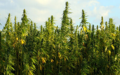 Nearly 80,000 Acres of Hemp Are Now Growing in the U.S.