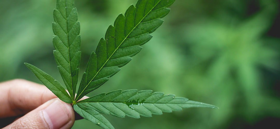 World Health Organization Recommends Cannabis Be Rescheduled Under International Law