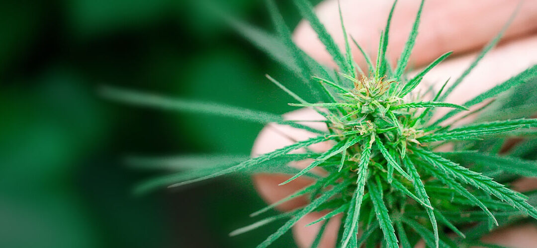 Texas Removes Hemp from Controlled Substances List