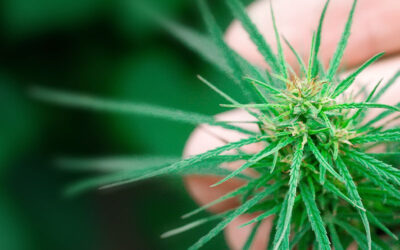 Texas Removes Hemp from Controlled Substances List