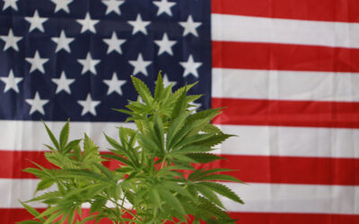2020 Presidential Candidates on Marijuana: The Ultimate Guide