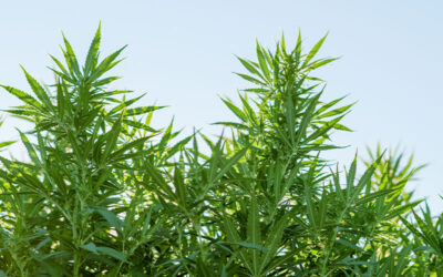 Oklahoma Legalizes Commercial Hemp Production