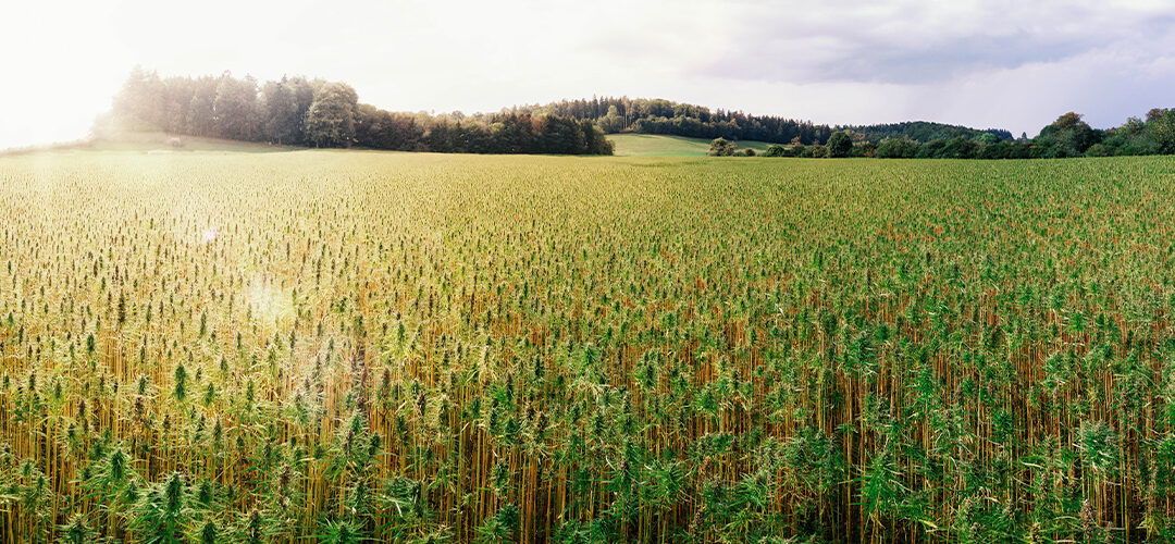 Iowa, Connecticut, and Georgia Become Latest States to Legalize Hemp Production