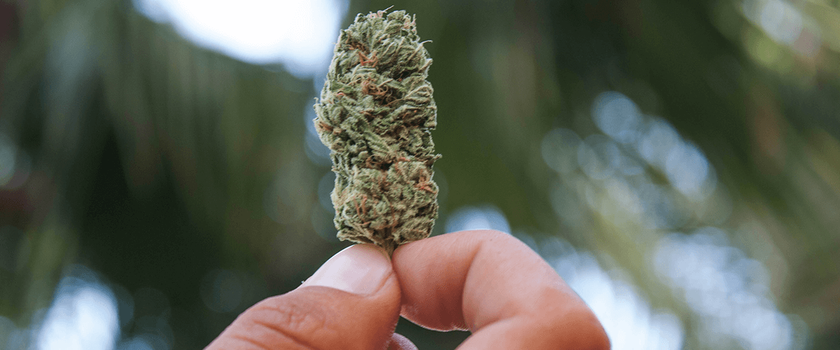 Impact of Illinois Marijuana Legalization on Nearby States