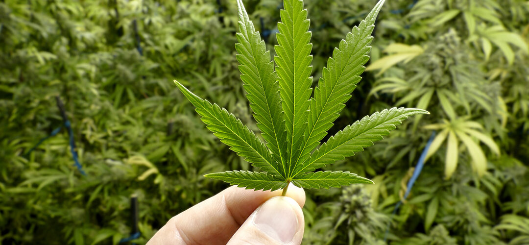Scientists Believe They May Have Found the Geographic Origin of Cannabis