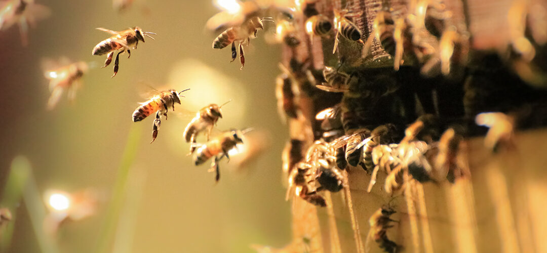 How Hemp May Be Able to Help Save Honey Bees