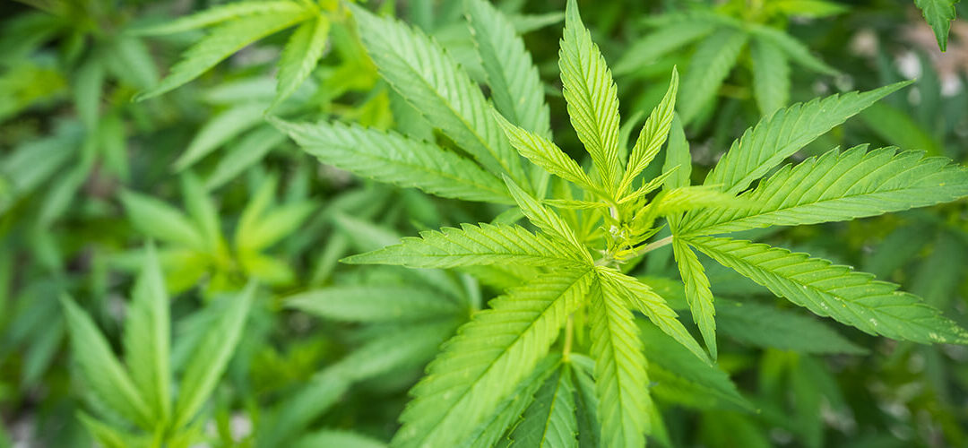DEA Says It Will Finally Allow More Marijuana Growers for Research