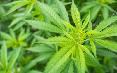 DEA Says It Will Finally Allow More Marijuana Growers for Research