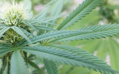 Marijuana Researchers Urge Appeals Court to Carry Out Lawsuit Against DEA