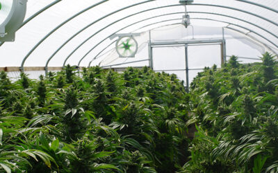 DEA Calls for 3.2 Million Grams of Marijuana to Be Grown in 2020