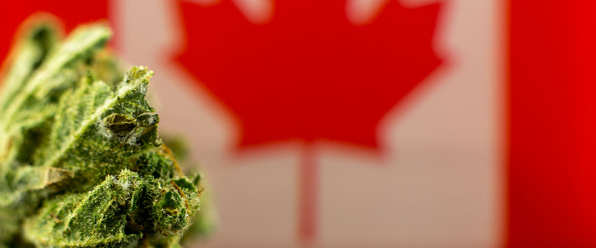 Canada marijuana sales in year one