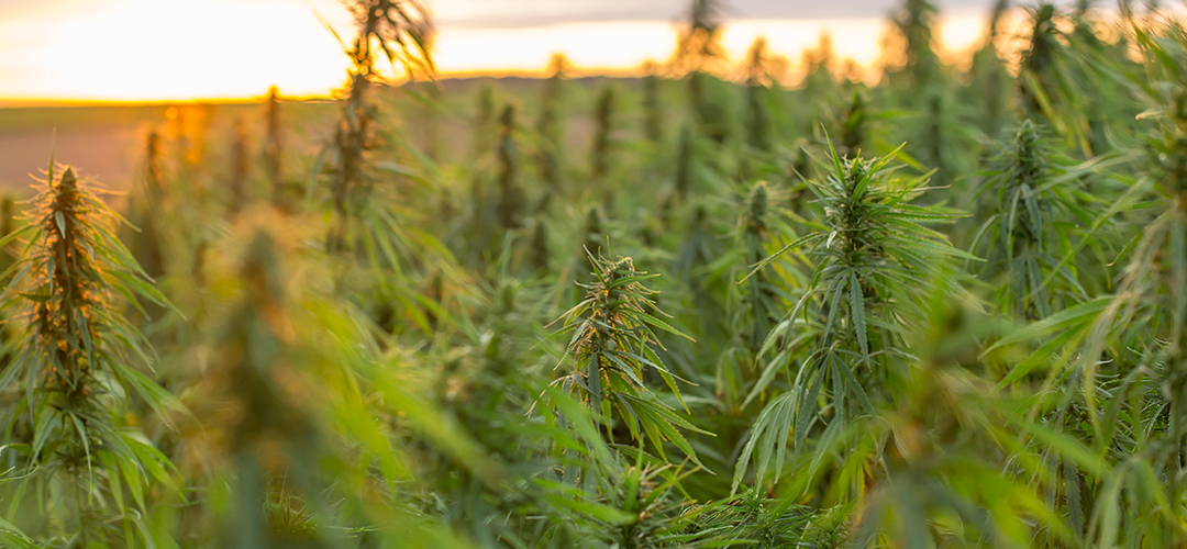 USDA Releases Hemp Regulations