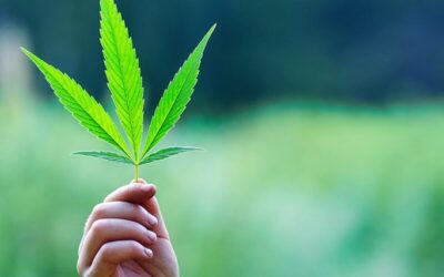 Virginians Support Legalizing Recreational Cannabis, Poll Finds