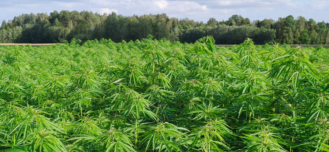 USDA Calls for Public Feedback on Hemp Regulations