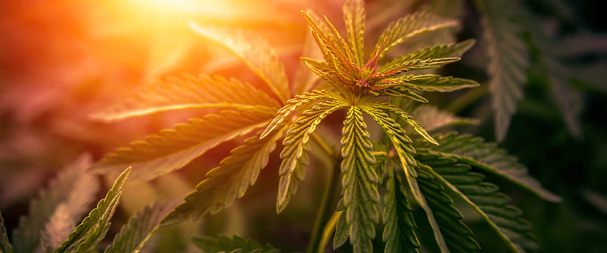 Marijuana OR Cannabis? The “Name Frame Hypothesis”