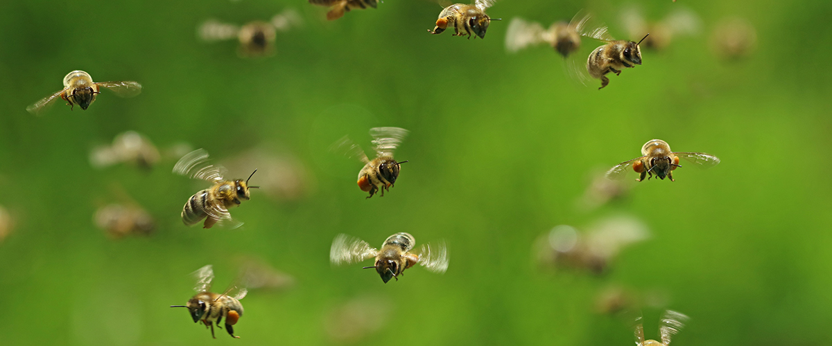 Where Bees Like To Be: How The Hemp Industry Can Help Bring On The Bees