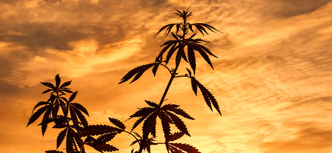 Federal Regulators Loosen Hemp Banking Policies