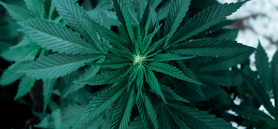 Virginia Governor Announces “Bold Step” in Marijuana Decriminalization