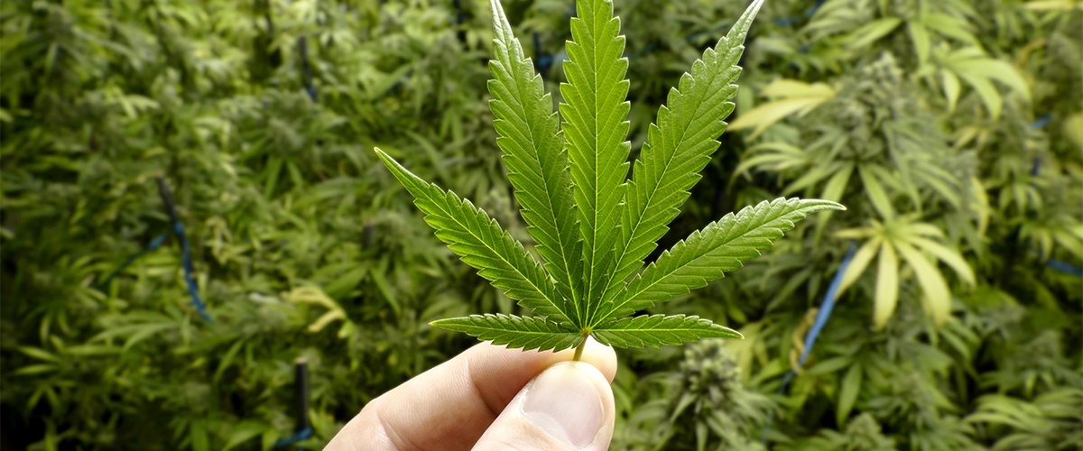 New Hand-Held Scanner Found to Distinguish Hemp From Marijuana with 100% Accuracy, Report Shows