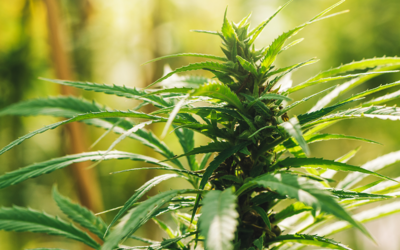 Top Cannabis Industry Stories for the Week of March 23-27, 2020